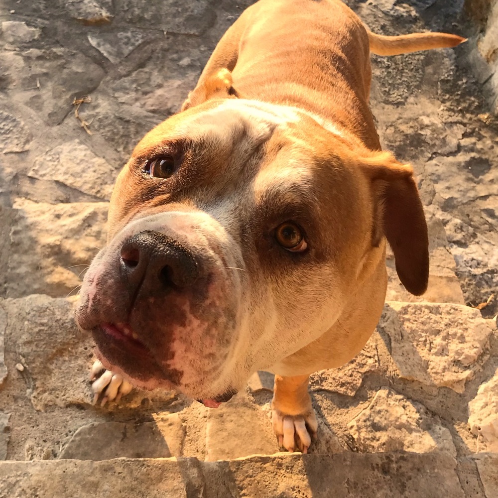 Meet your Posher, Allie